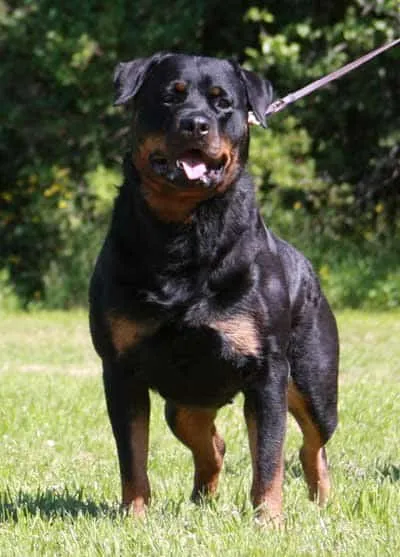 Que faut-il savoir sur le rottweiler royal ?