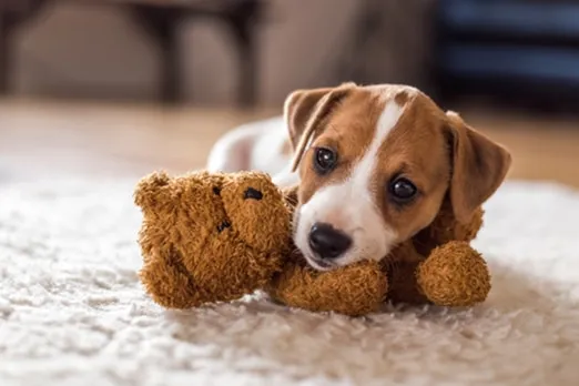 Conseils animaux : ça sert à quelque chose ?