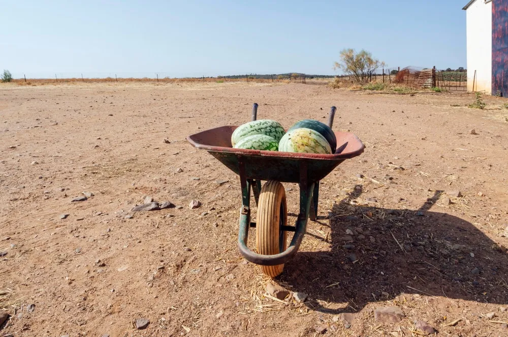 Les graines de pastèque, une variété très intéressante à planter