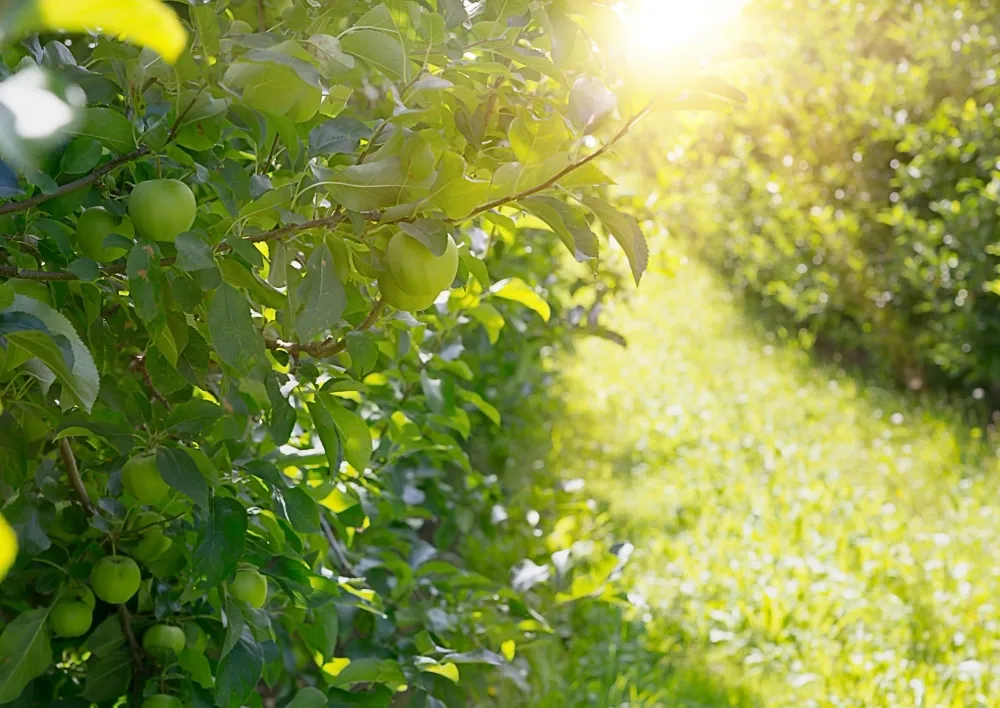 Astuces pour optimiser la production d’un petit verger en biodynamie ?
