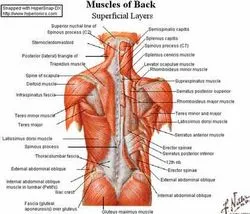 Douleur musculaire dos : quels sont les conseils à prendre en considération ?