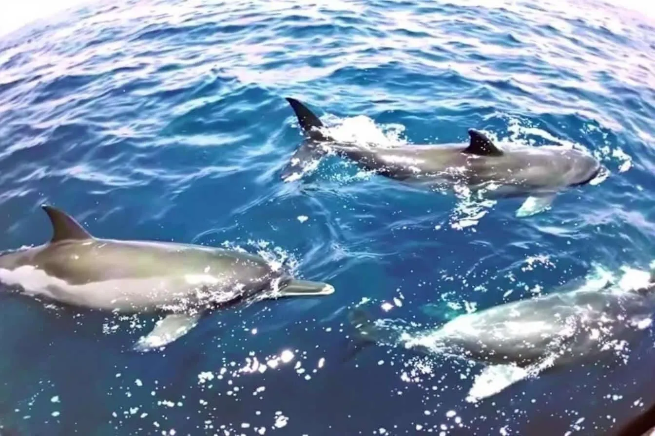 Les bienfaits de nager avec des dauphins sauvages pour votre bien-être